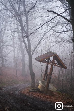 Foggy Forest