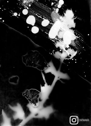 Photogram No.2